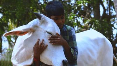 14 ફેબ્રુઆરીને 'Cow Hug Day' તરીકે ઉજવો, મેળવો ભાવનાત્મક સમૃદ્ધિ, જાણો કોણે કરી આ અપીલ
