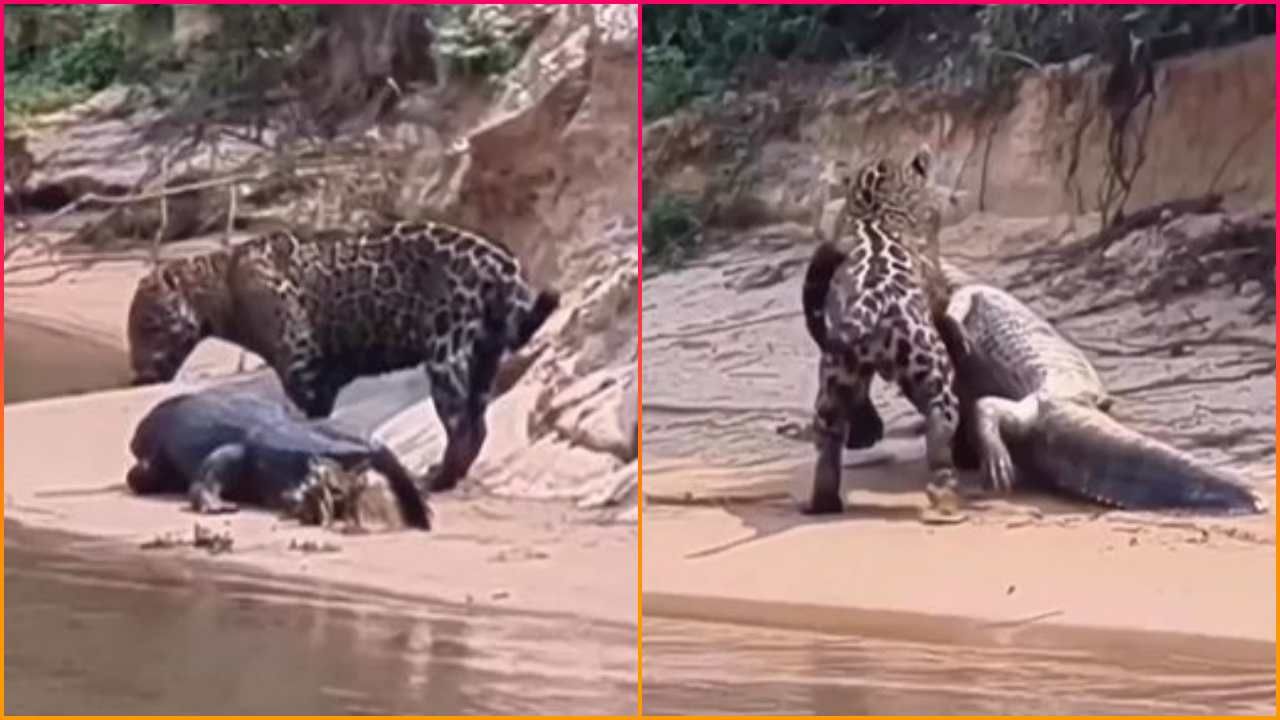 મગરને પાણીમાંથી ખેંચીને બહાર કાઢ્યો પછી દીપડાએ તેનો કર્યો શિકાર, જુઓ Viral Video