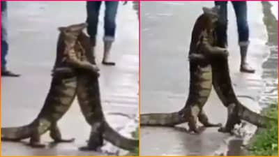 રસ્તા પર ગળે મળવા લાગી બે વિશાળ ગરોળી, પછી જે થયું તે લોકો જોતા જ રહી ગયા, જુઓ Viral Video