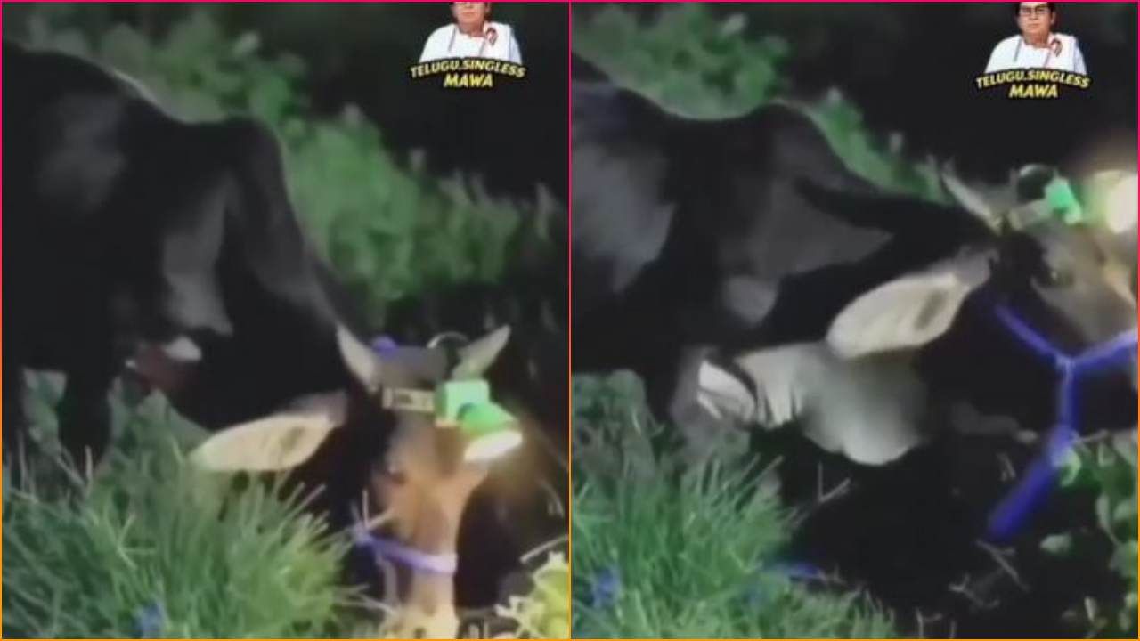અંધારામાં ઘાસ ચરવા ગાય માટે લગાવ્યો જબરદસ્ત દેશી જુગાડ, જુઓ Jugaad Viral Video