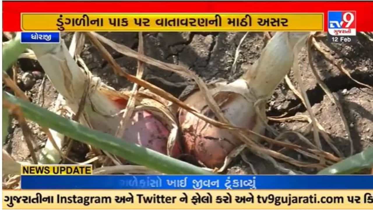 Gujarati Video : ધોરાજીમાં ડુંગળીના પાક પર કમોસમી વરસાદથી ખેડૂતોમાં નુકશાનની ભીતિ