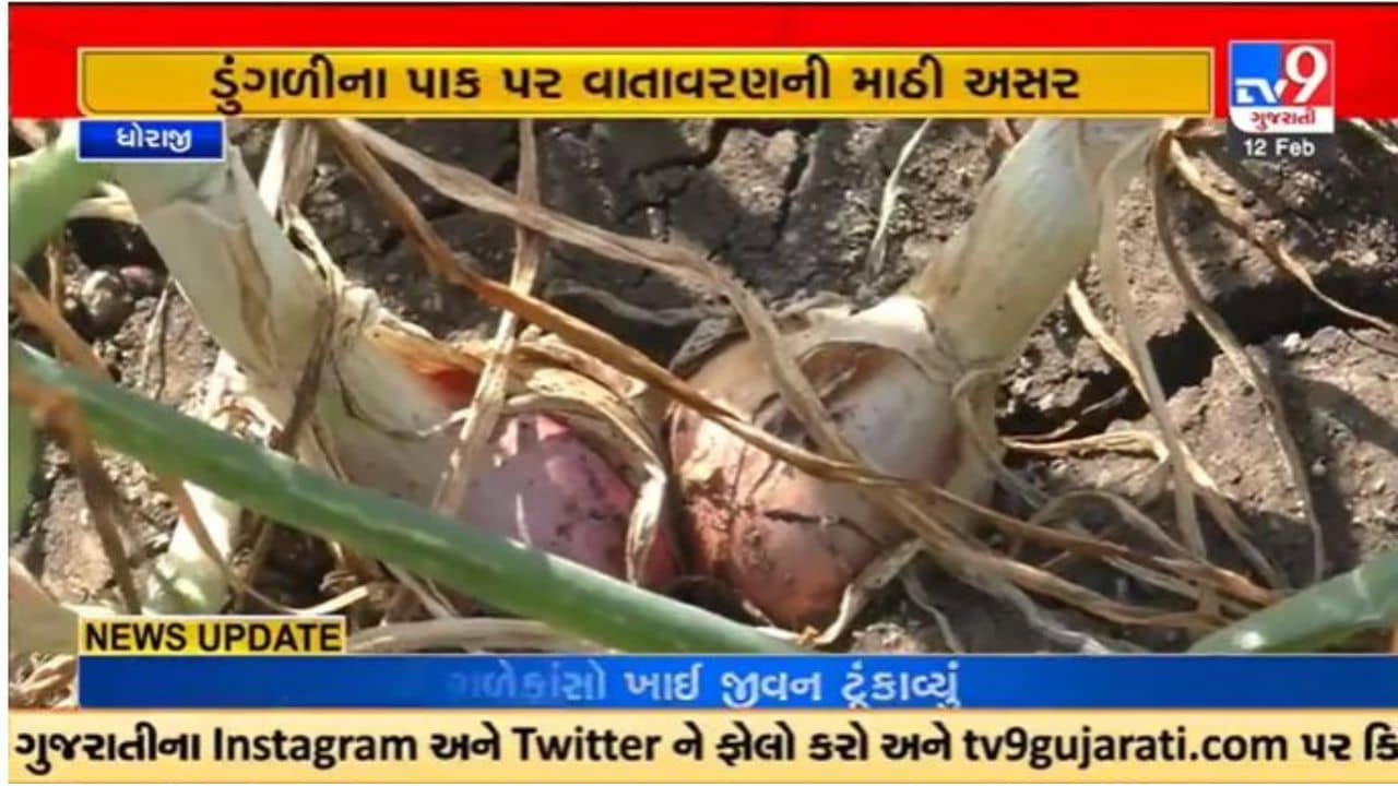 Gujarati Video : ધોરાજીમાં ડુંગળીના પાક પર કમોસમી વરસાદથી ખેડૂતોમાં નુકશાનની ભીતિ