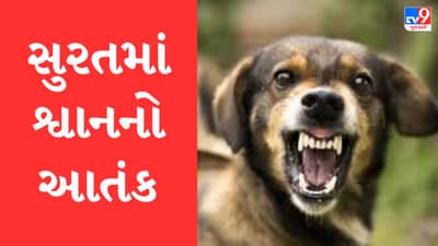 Gujarati Video : સુરત જિલ્લામાં રખડતા શ્વાને ફરી 7 વર્ષના બાળકને ભર્યા બચકા, અઢી મહીનામાં શ્વાન કરડવાનો આ પાંચમો બનાવ