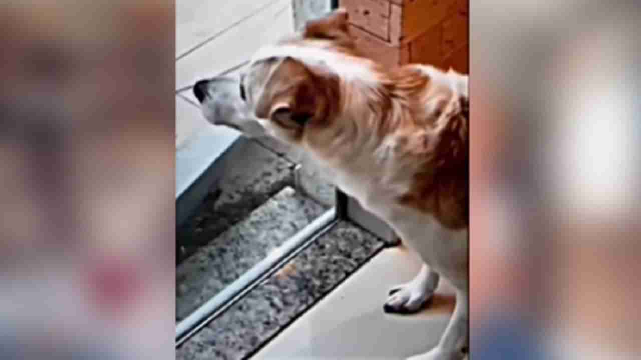 Dog Funny Viral video : કૂતરો બન્યો ભીગી બિલ્લી, બિલાડીને જોઈને કૂતરો ધ્રુજવા લાગ્યો, લોકો એ કહ્યું - ક્યાં કુતા બનેગા રે તુ !