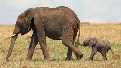 Viral Video : હાથણીએ તેના બચ્ચાને ભવિષ્ય માટે શિખવાડ્યું કંઈક એવું, વીડિયો જોઈ યુઝર્સ થયા ઈમોશનલ