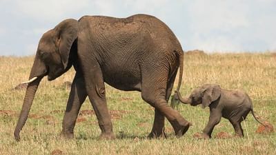 Viral Video : હાથણીએ તેના બચ્ચાને ભવિષ્ય માટે શિખવાડ્યું કંઈક એવું, વીડિયો જોઈ યુઝર્સ થયા ઈમોશનલ
