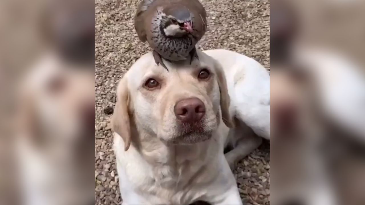 Bird and Animal Viral Video : નાના પક્ષી અને કૂતરાની મિત્રતાએ જીત્યા લોકોના દિલ, Video જોઈને કહ્યું- 'શું બંનેની મિત્રતા છે'