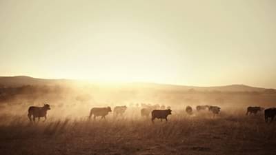 દેવામાંથી મુક્તિની પ્રાપ્તિ કરાવશે ગોધૂલિ કાળ ! જાણો આ સમયમાં શું કરશો ખાસ ?