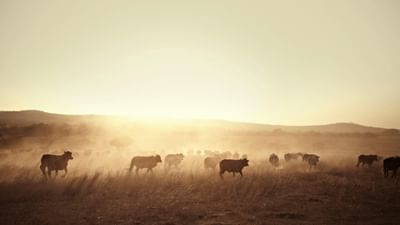 દેવામાંથી મુક્તિની પ્રાપ્તિ કરાવશે ગોધૂલિ કાળ ! જાણો આ સમયમાં શું કરશો ખાસ ?