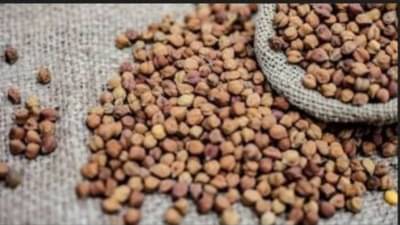 ગુજરાતના કૃષિ મંત્રી રાઘવજી પટેલે ચણાની ટેકાના ભાવે ખરીદીની મર્યાદા 40 ટકા કરવા કેન્દ્ર સરકારને રજુઆત કરી