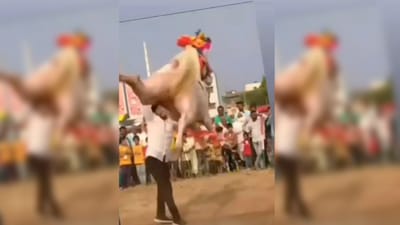 Animal Viral Video : ઓ તેરી કી...! ઢોલની ધૂન પર કૂદકા મારીને નાચવા લાગ્યો ઘોડો, જોવા વાળા જોતાં જ રહી ગયા