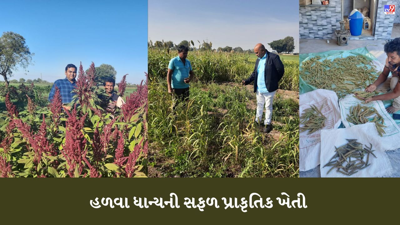 Jamnagar: પ્રાકૃતિક ખેતી દ્વારા ખેડૂતે કરી મબલખ કમાણી, 15 વીઘામાં વાવ્યા 8 હળવા ધાન્ય, મુખ્યમંત્રી ભૂપેન્દ્ર પટેલે કર્યું સન્માન