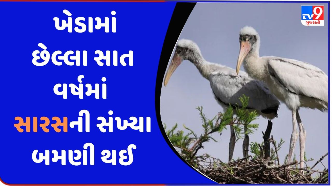 Gujarat ના ખેડામાં છેલ્લા સાત વર્ષમાં સારસની સંખ્યા બમણી થઈ, સંવર્ધન અભિયાન સફળ રહ્યું