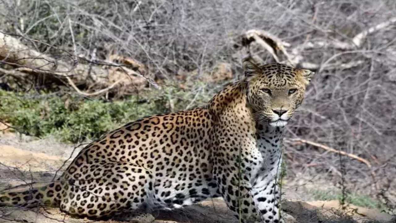 Chhotaudepur : બોડેલી તાલુકાના ગામોમાં દીપડાનો આતંક યથાવત, વધુ એક બાળક પર હુમલો કરતા મોત