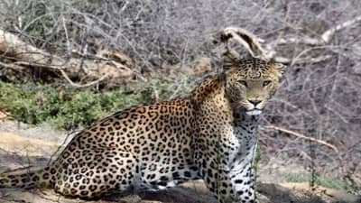 Chhotaudepur : બોડેલી તાલુકાના ગામોમાં દીપડાનો આતંક યથાવત, વધુ એક બાળક પર હુમલો કરતા મોત