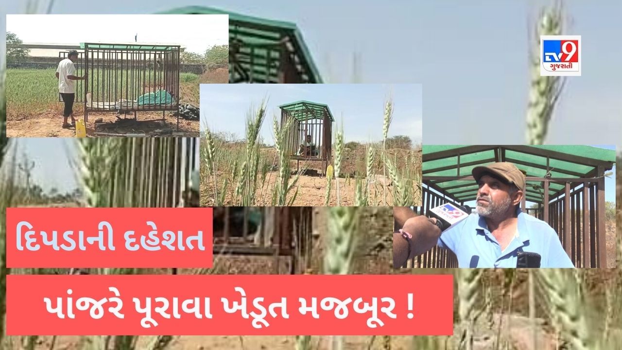 Gujarati Video: પાંજરે દિપડો પૂરાયો નહીં પરંતુ પાકરક્ષણ માટે ખેડૂત ખુદ પાંજરામાં રહેવા મજબૂર