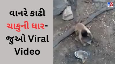 Monkey Funny Viral Video : વાંદરાએ ચાકુને પથ્થર પર ઘસી-ઘસીને કાઢી ધાર, લોકોએ કહ્યું- હવે ઘરેથી નીકળવું મુશ્કેલ થશે