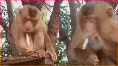 Viral Video: સિગારેટ પી રહેલા વાનરનો ગજબ છે સ્વેગ, કોઈને પસંદ આવી સ્ટાઈલ તો કોઈએ ઠાલવ્યો રોષ