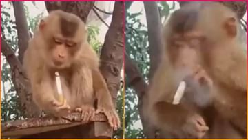 Viral Video: Monkey Smoking Funny Video Goes Viral on Social Media see this Trending Viral Video IG News | IG News Viral Video: Monkey Smoking Funny Video Goes Viral on Social Media see this Trending Viral Video IG News | IG News
