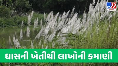 Munja Grass: માત્ર પાક જ નહીં, ઘાસની ખેતીથી પણ કરી શકો છો લાખોની કમાણી