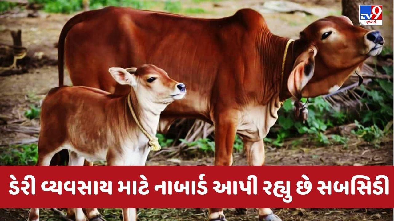 NABARD Subsidy Scheme: નાબાર્ડ ડેરી વ્યવસાય માટે આપી રહ્યું છે બમ્પર સબસિડી, તમે પણ લઈ શકો છો લાભ