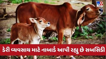 NABARD Subsidy Scheme: NABARD is giving bumper subsidy for dairy business,  you can also take advantage – NABARD is giving bumper subsidy for dairy  business you can also take advantage Agriculture News