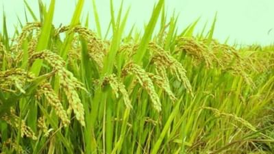 કૃષિ યુનિવર્સિટીએ ડાંગરની નવી જાતની શોધ કરી, જે ખાવાથી કેન્સરનું જોખમ ઘટશે, ઉપજ પણ થશે બમણી