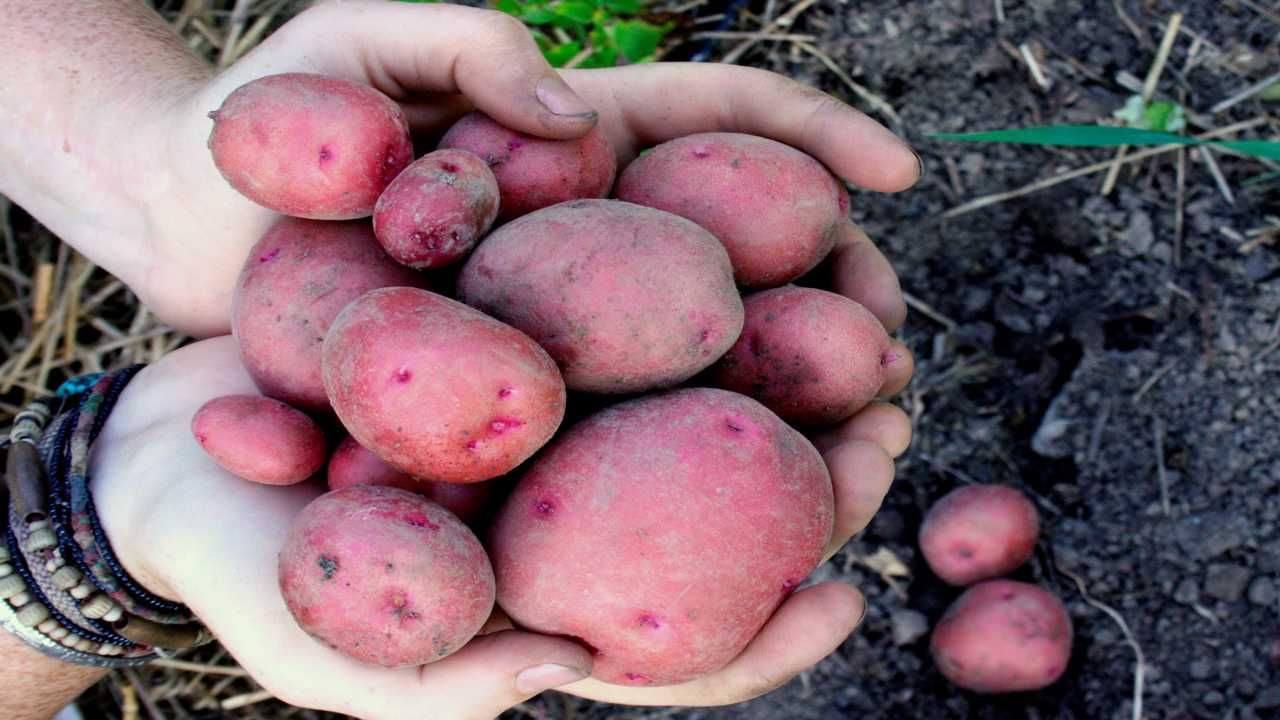 Red Potato Farming: લાલ બટાકાની ખેતીથી ખેડૂતો કરી શકે છે લાખોમાં કમાણી, જાણો તેની ખેતી વિશે