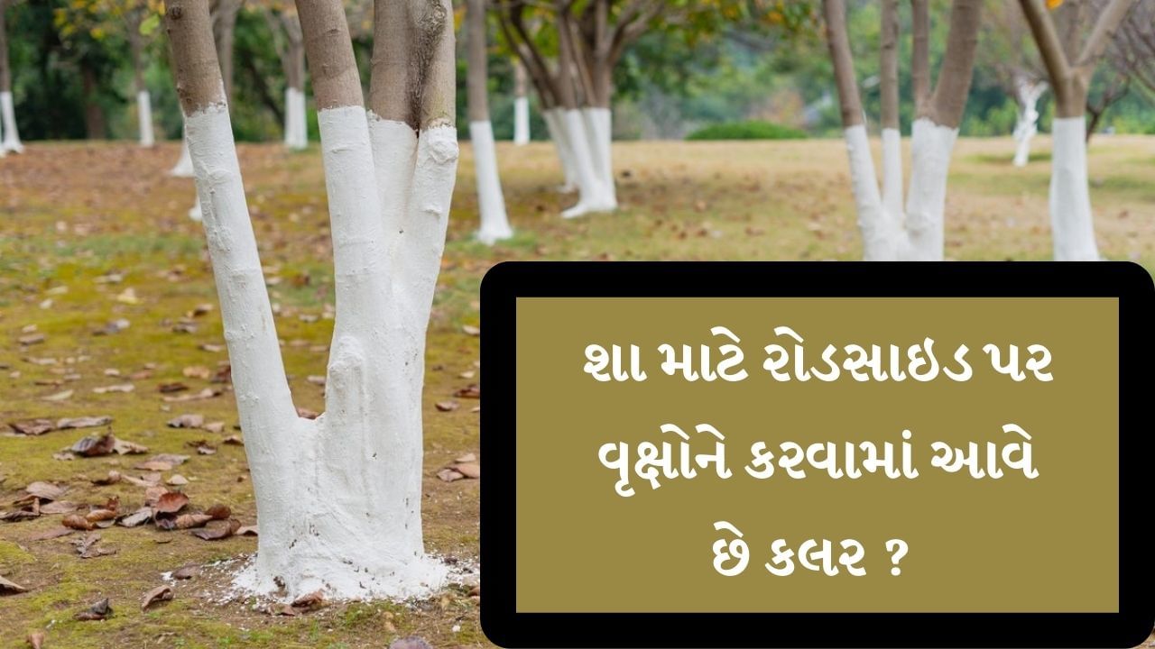 Roadside Trees શા માટે રોડસાઇડ પર વૃક્ષોને કરવામાં આવે છે કલર ? જાણો