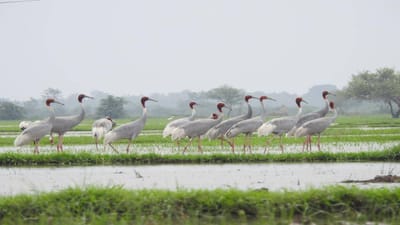 Kheda: વિશ્વમાં સૌથી ઉંચાઈ ઉપર ઉડતા દુર્લભ સારસ ક્રેનનું રહેઠાણ છે પરિયેજ વિસ્તાર, 900થી વધુ સારસ છે સુરક્ષિત
