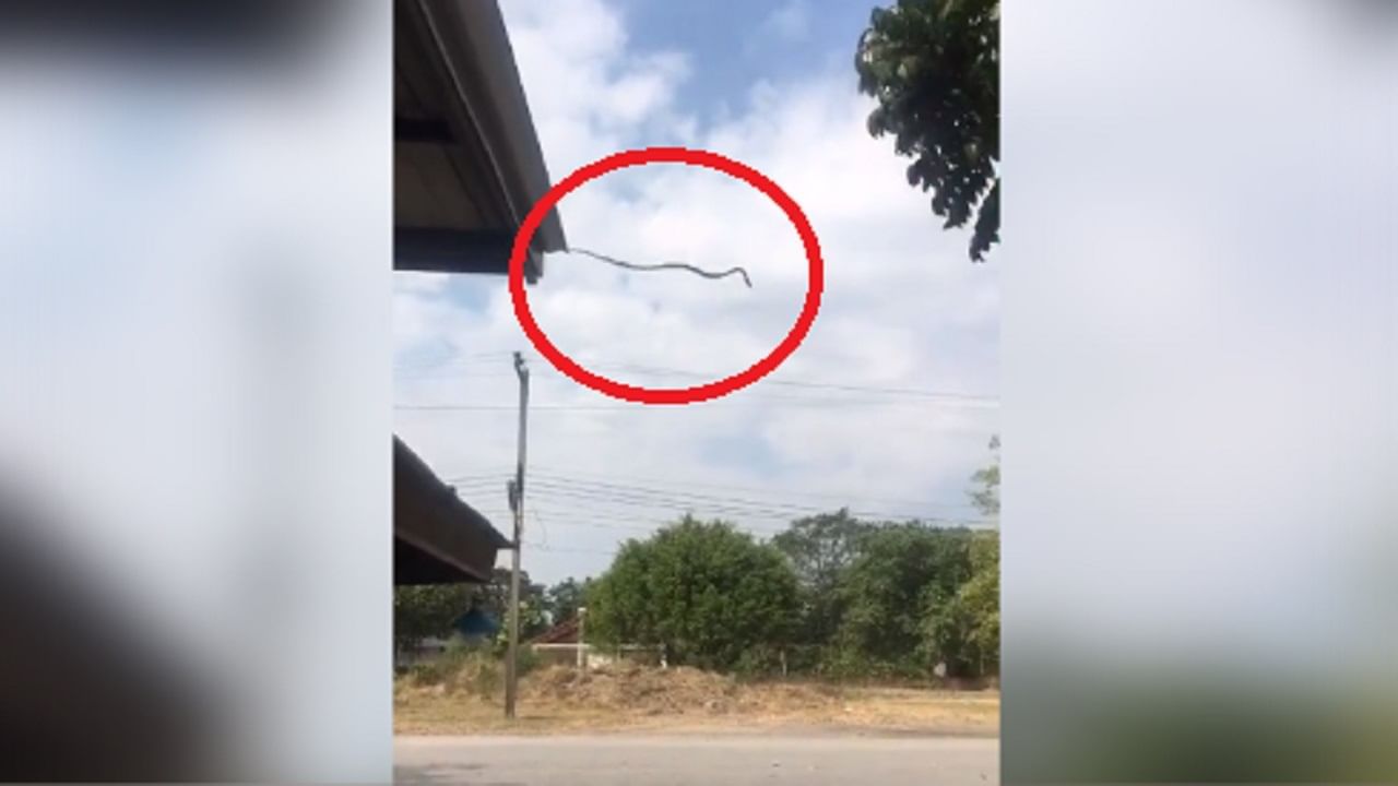 Shocking Viral Video : સાપે જોરદાર મારી છલાંગ, જોઈને લોકોએ કહ્યું- ઈચ્છાધારી નાગિન લાગી રહી છે