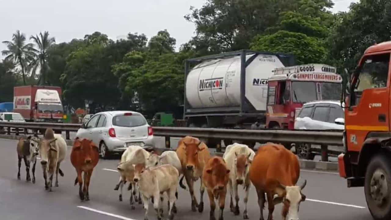 Gujarati Video : લો બોલો જામનગર મનપાએ રખડતા ઢોરને દૂર કરવા રસ્તા પર તૈનાત કર્યા કર્મચારીઓ, જુઓ Video