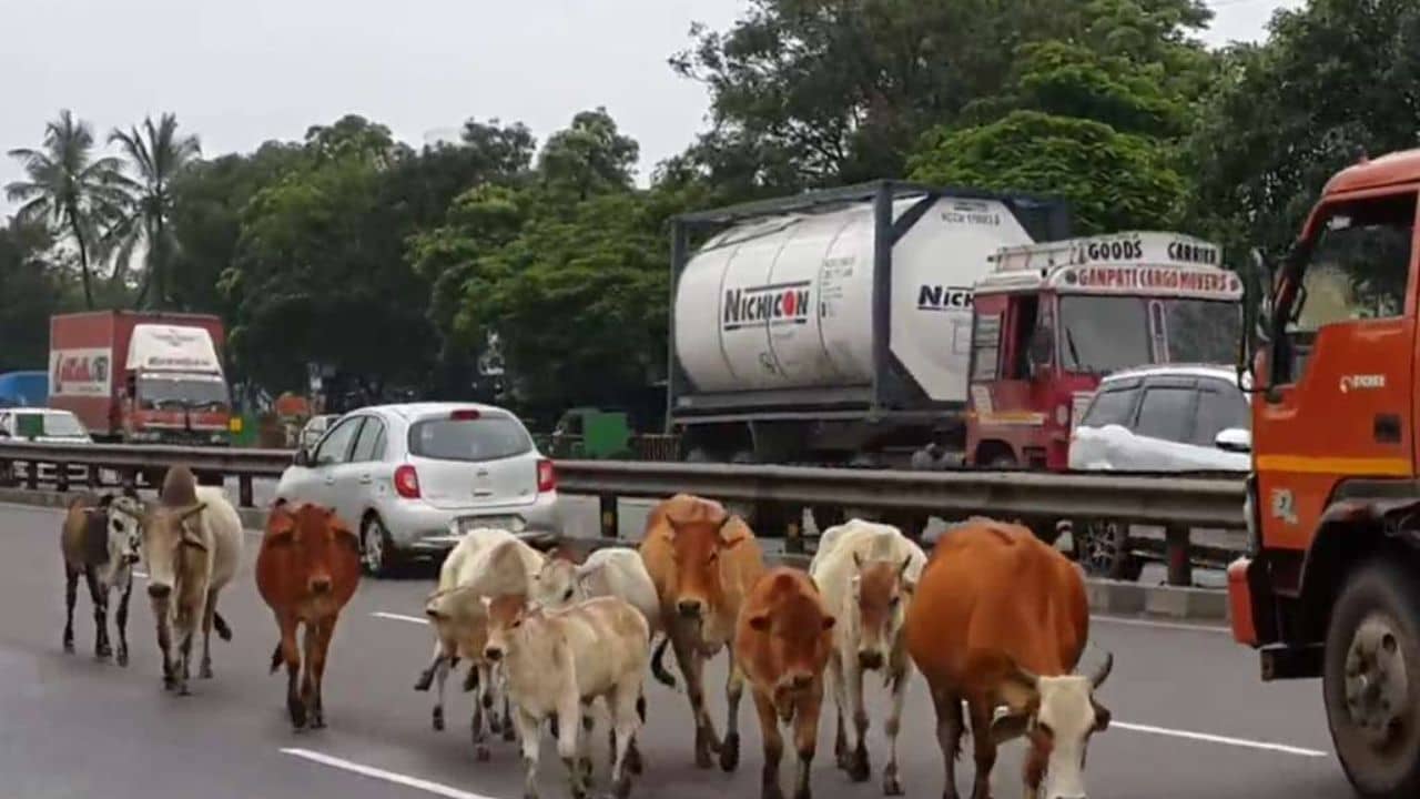 Gujarati Video : લો બોલો જામનગર મનપાએ રખડતા ઢોરને દૂર કરવા રસ્તા પર તૈનાત કર્યા કર્મચારીઓ, જુઓ Video