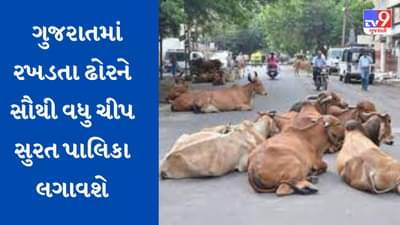 સુરતમાં રખડતા ઢોર પર કાબુ મેળવવા મનપા એક્શનમાં, રખડતા ઢોરને RFID લગાડવાની પ્રક્રિયા ઝડપી બનાવાઇ