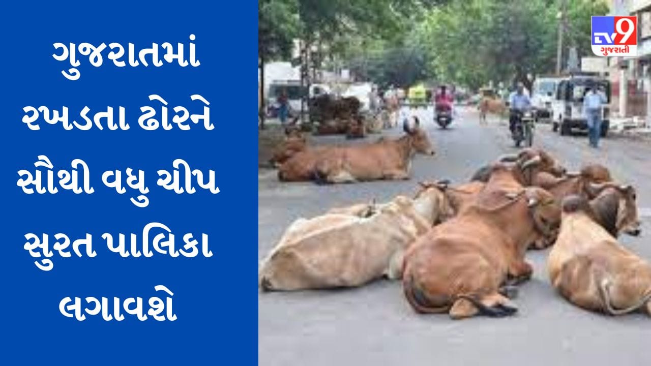 સુરતમાં રખડતા ઢોર પર કાબુ મેળવવા મનપા એક્શનમાં, રખડતા ઢોરને RFID લગાડવાની પ્રક્રિયા ઝડપી બનાવાઇ