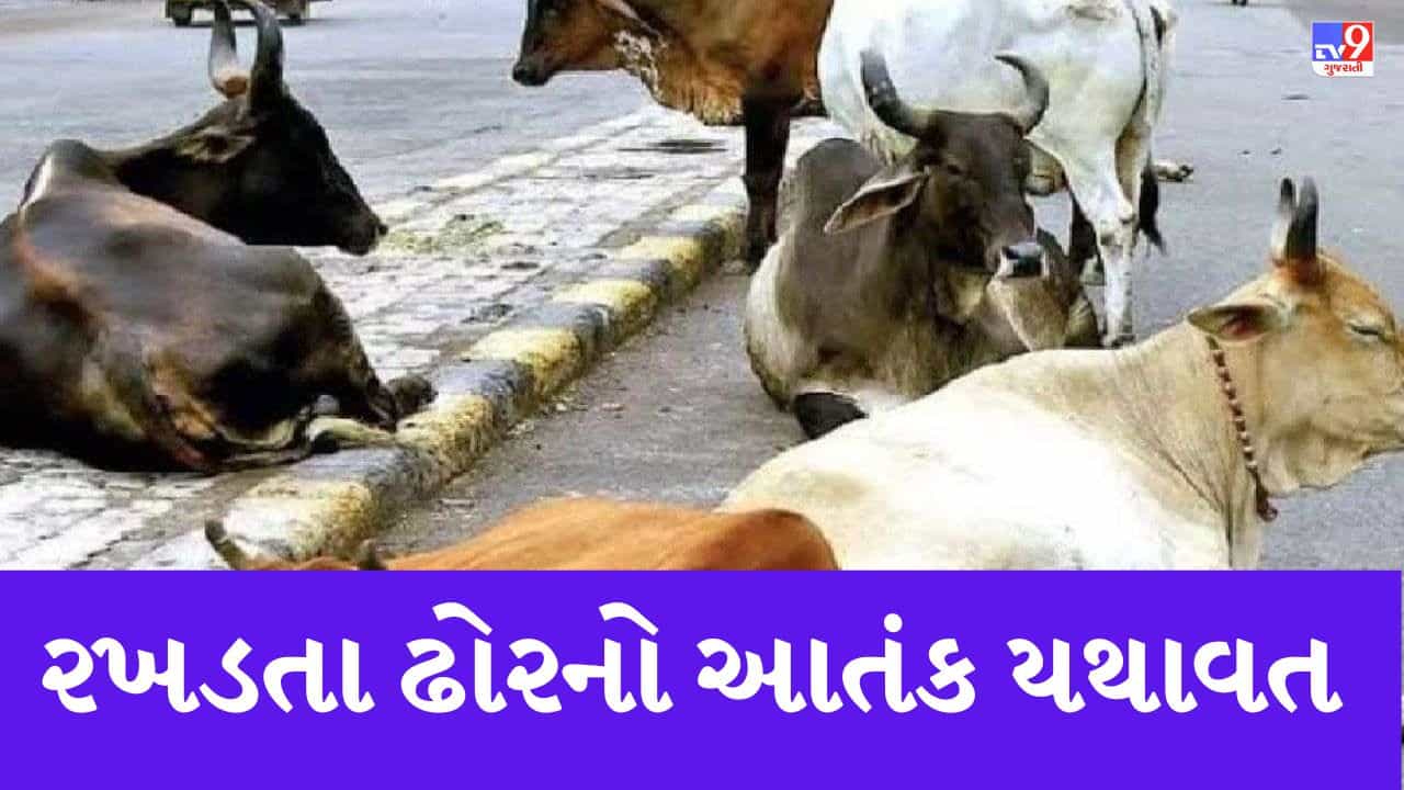 Gujarati Video: સુરેન્દ્રનગરમાં આખલાઓના આતંકથી વાહનોને નુકસાન, એકને ઇજા, જુઓ Video