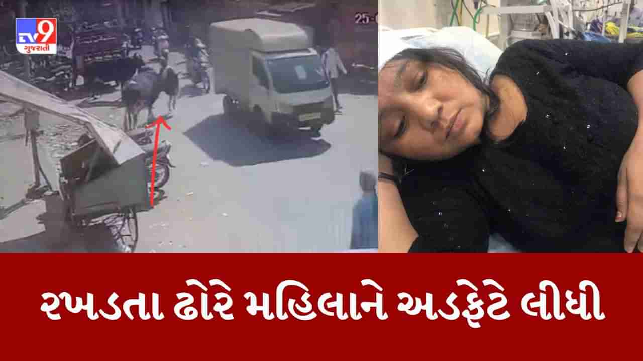 Gujarati Video: રખડતા ઢોરે અમદાવાદના હાટકેશ્વરમાં એક મહિલાને અડફેટે લીધી, મહિલા 5 ફૂટ ઊંચે ફંગોળાઈ