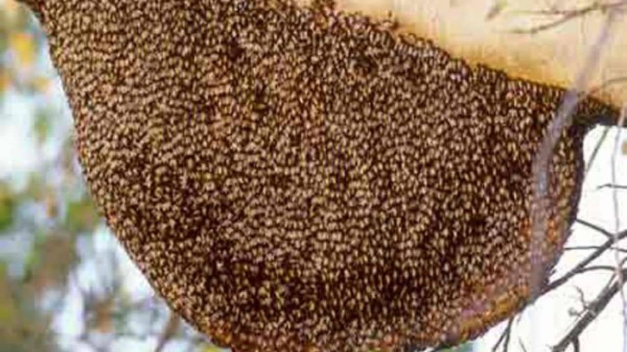 Gujarati Video : સુરેન્દ્રનગરના લખતરમા પશુપાલકો પર મધમાખીઓનુ ઝુંડ ત્રાટક્યું, 4 માલધારી અને પશુઓને ડંખ મારતા તબિયત લથડી, જુઓ Video