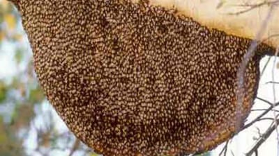 Gujarati Video : સુરેન્દ્રનગરના લખતરમા પશુપાલકો પર મધમાખીઓનુ ઝુંડ ત્રાટક્યું, 4 માલધારી અને પશુઓને ડંખ મારતા તબિયત લથડી, જુઓ Video