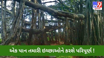 એક પાન તમારી ઈચ્છાઓને કરશે પરિપૂર્ણ! જાણો, કેવી રીતે એક વૃક્ષ બદલશે તમારું ભાગ્ય?