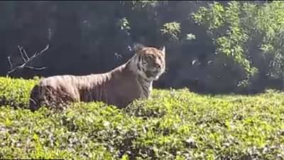 Viral Video : ચાના બગીચામાં જોવા મળ્યો દુર્લભ વાઘ, IFS ઓફિસરે શેયર કર્યો શાનદાર VIDEO