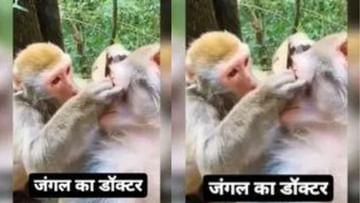 Monkey became an eye doctor! Friend's eye cleaned in such a way that you will also be forced to watch this Viral Video – Funny Viral Video monkey treating another monkey eyes Monkey became an eye doctor! Friend's eye cleaned in such a way that you will also be forced to watch this Viral Video – Funny Viral Video monkey treating another monkey eyes