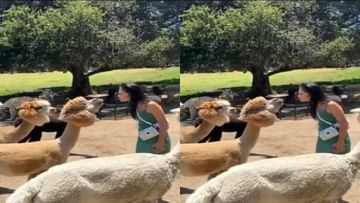 Viral Video : ઘેટાં સામે પાઉટ કરવું યુવતીને પડયું ભારે, વીડિયો જોઈ હસી હસીને લોટપોટ થયા યુઝર્સ