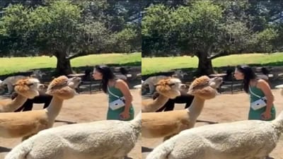 Viral Video : ઘેટાં સામે પાઉટ કરવું યુવતીને પડયું ભારે, વીડિયો જોઈ હસી હસીને લોટપોટ થયા યુઝર્સ