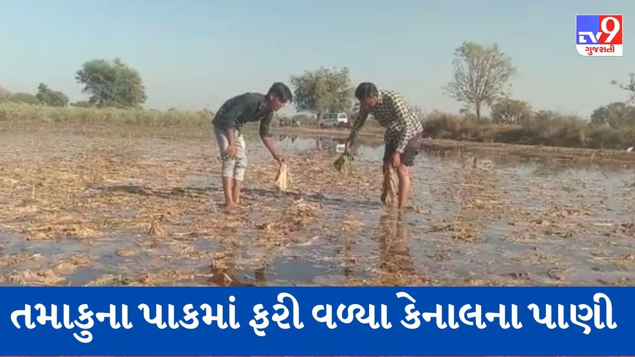 Gujarati Video: અરવલ્લીમાં ફરી તંત્રની બેદરકારીને કારણે ખેડૂતોને રડવાનો વારો, કેનાલ ઓવરફ્લો થતા પાકમાં ફરી વળ્યા પાણી