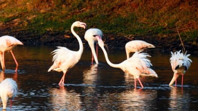 પૃથ્વી પર વેટલેન્ડ્સનું મહત્વ ઘણું વધારે છે. તેનું મહત્વ સમજાવવા અને તે અંગે જાગૃતિ લાવવા સમગ્ર વિશ્વમાં આ World Wetlands Dayની ઉજવણી કરવામાં આવે છે.  2જી ફેબ્રુઆરી, વર્ષ 1971માં ઇરાનના રામસરમાં વેટલેન્ડ્સના વૈશ્વિક મહત્વ વિશે આંતરરાષ્ટ્રીય સંમેલન યોજાયું હતું. તેની જયંતિ રૂપે પણ આજના દિવસની ઉજવણી વર્લ્ડ વેટલેન્ડ્સ ડે તરીકે સમગ્ર વિશ્વમાં કરવામાં આવે છે.