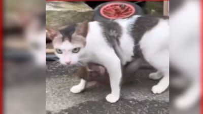 Vairal Video : બિલાડી અને વાંદરાના બચ્ચાંનો અનોખો પ્રેમ જોઈ યુઝર્સ થયા ભાવુક, જુઓ Video