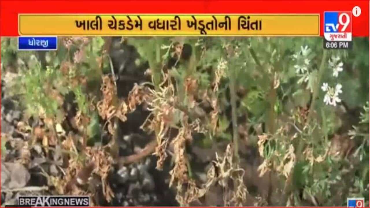 Video: ધોરાજીમાં અત્યારથી ચેકડેમોના દેખાવા લાગ્યા તળિયા, ખેડૂતોએ સૌની યોજના દ્વારા ડેમ ભરવાની કરી માગ