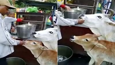 Viral Video: ગાય અને વાછરડાને પાણીપુરી ખવડાવી રહ્યા છે કાકા, વીડિયોએ જીત્યા લોકોના દિલ!