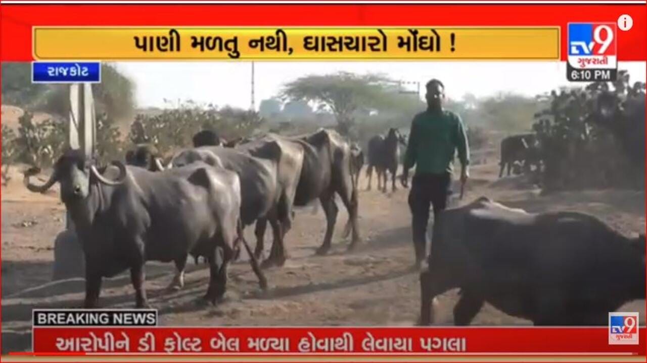 Gujarati Video: ધોરાજીમાં પશુઆહાર અને ઘાસચારાના સતત વધતા ભાવથી પશુપાલકો પરેશાન Gujarati Video: ધોરાજીમાં પશુઆહાર અને ઘાસચારાના સતત વધતા ભાવથી પશુપાલકો પરેશાન